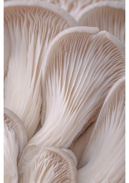 |mantar Macro Modeli (Mushroom) |çerçeveli Temperli Cam Tablo Tekli Dikey fiyatları