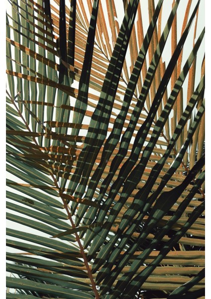 |yeşil Yaprak Kombin (Palm Leaves)|çerçeveli Cam Tablo 2li Dikey modelleri