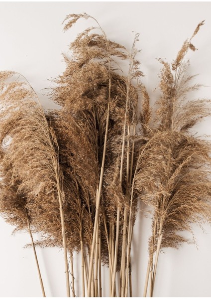 |krem Tonlu Merdiven Kuru Palmiye Kombinii |çerçeveli Temperli Cam Tablo 3lü Yatay fiyatları