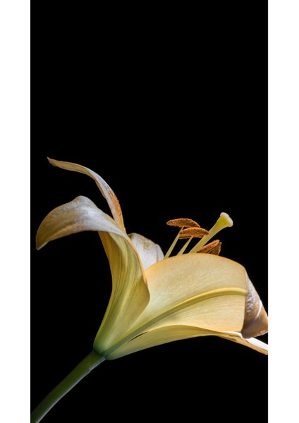 | Sarı Zambak Macro Kombin (Lıly) |çerçeveli Cam Tablo 2li Dikey fiyatları