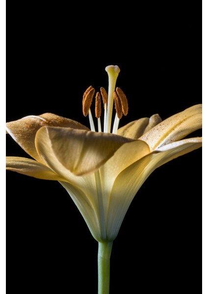 | Sarı Zambak Macro Kombin (Lıly) |çerçeveli Cam Tablo 2li Dikey modelleri