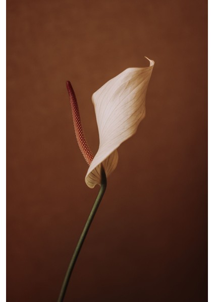 |retro “arum Lily” Kombin |çerçeveli Cam Tablo 2li Dikey modelleri