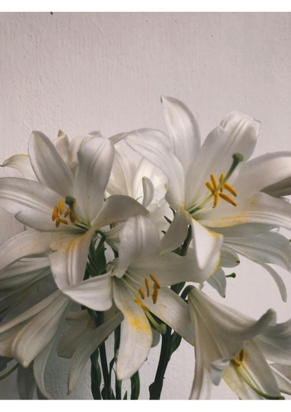 |beyaz Zambak Modeli(Lılıum Candıdum) |çerçeveli Temperli Cam Tablo Tekli Dikey fiyatları