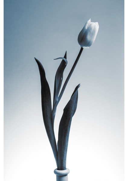 |(Lıly) Lacivert Beyaz Lale Modeli|çerçeveli Temperli Cam Tablo Tekli Dikey fiyatları