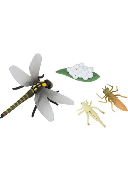 Bir Yusufçuk Böceklerin Yaşam Döngüsü Yaşam Döngüleri Büyüme Modeli Çocuk Hayvan Büyüme Döngüsü Bilim Eğitici Oyuncaklar (Yurt Dışından)