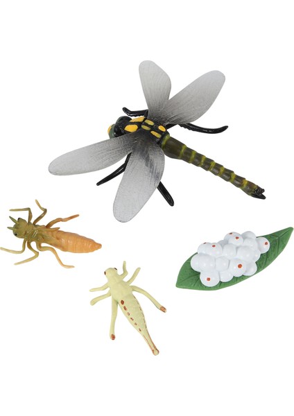 Bir Yusufçuk Böceklerin Yaşam Döngüsü Yaşam Döngüleri Büyüme Modeli Çocuk Hayvan Büyüme Döngüsü Bilim Eğitici Oyuncaklar (Yurt Dışından) fiyatları