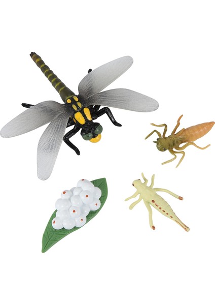 Bir Yusufçuk Böceklerin Yaşam Döngüsü Yaşam Döngüleri Büyüme Modeli Çocuk Hayvan Büyüme Döngüsü Bilim Eğitici Oyuncaklar (Yurt Dışından) modelleri