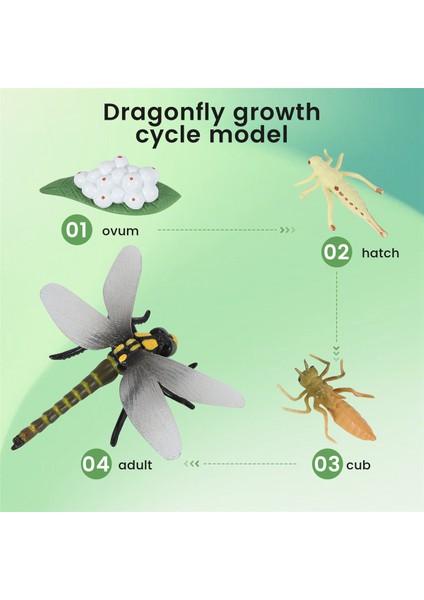 Bir Yusufçuk Böceklerin Yaşam Döngüsü Yaşam Döngüleri Büyüme Modeli Çocuk Hayvan Büyüme Döngüsü Bilim Eğitici Oyuncaklar (Yurt Dışından) fırsatları