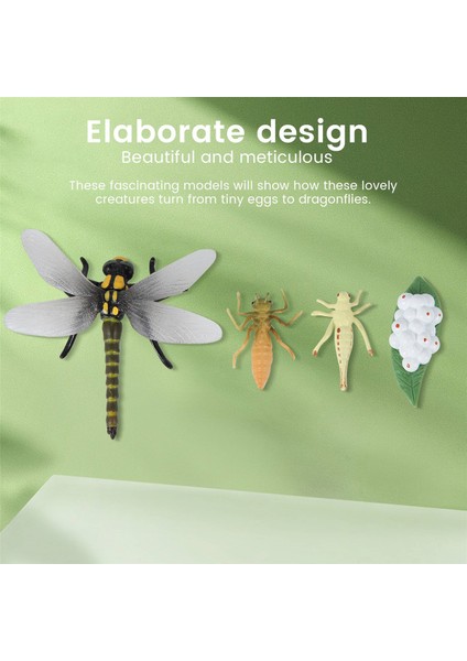 Bir Yusufçuk Böceklerin Yaşam Döngüsü Yaşam Döngüleri Büyüme Modeli Çocuk Hayvan Büyüme Döngüsü Bilim Eğitici Oyuncaklar (Yurt Dışından) indirimleri