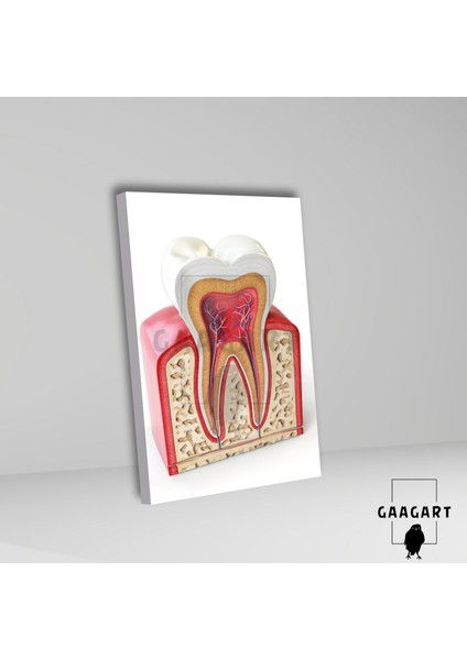 Tekli Dikey Kanvas Diş Poliklinik Tablosu 3D Görünümlü Diş fiyatları