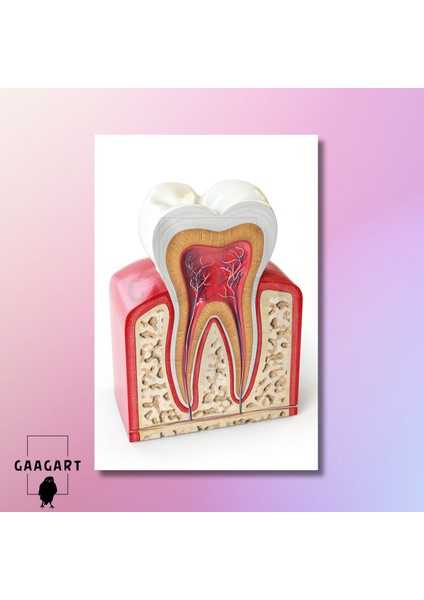 Tekli Dikey Kanvas Diş Poliklinik Tablosu 3D Görünümlü Diş modelleri