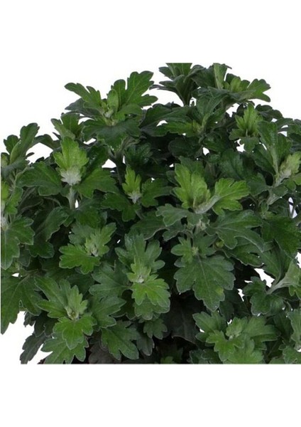 Sarı Renk 10-20 cm Kasımpatı Çiçeği Saksı’da (Chrysanthemum) fiyatları