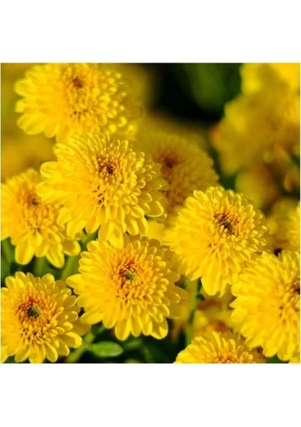 Sarı Renk 10-20 cm Kasımpatı Çiçeği Saksı’da (Chrysanthemum) modelleri