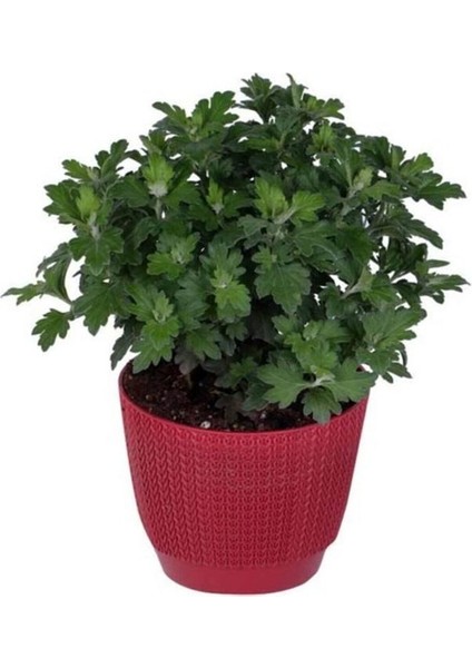 Kasımpatı Kırmızı Renk 10-20 cm