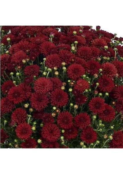 Kasımpatı Kırmızı Renk 10-20 cm modelleri