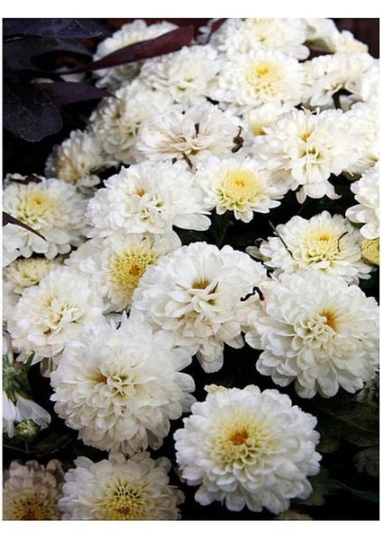 Chrysanthemum Beyaz Renk Kasımpatı Çiçeği 1 Adet Saksılı Salon Çiçeği fiyatları