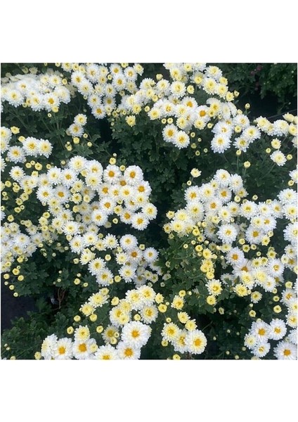 Chrysanthemum Beyaz Renk Kasımpatı Çiçeği 1 Adet Saksılı Salon Çiçeği modelleri