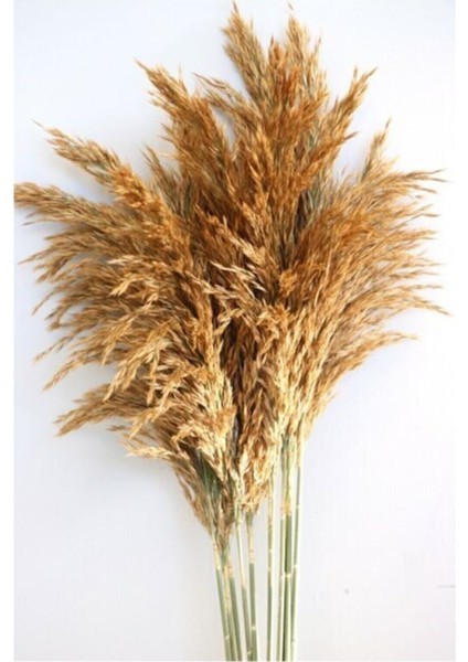 Kuru Pampas Otu, Dekoratif Gerçek Çiçek, Büyük Demet, Kahverengi