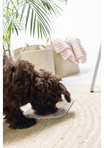 Gri Kare Silikon Yavru Köpek Yaş Mama Yeme Oyuncağı 20X20CM fiyatları