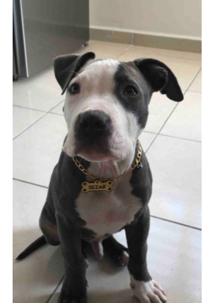 Sevicmli Bıdık Künyesi, Kedi Isimliği ve Zincir ile Şık Tasarım