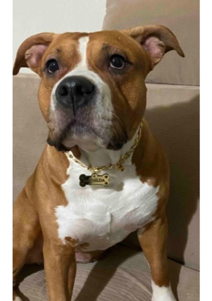 Dikdörtgen Tasarımlı, 50CM Zincir ve Çan ile Kedi Kimliği