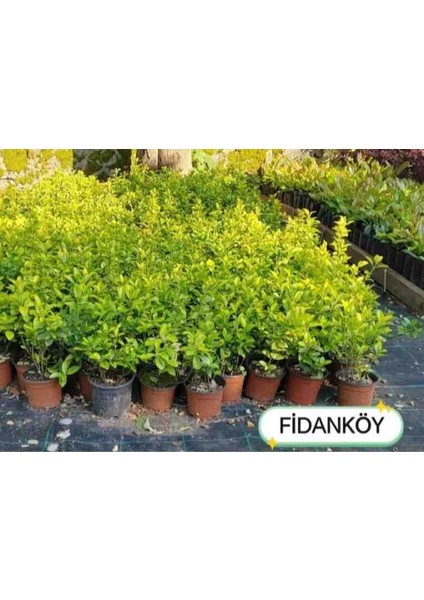 Altın Taflan modelleri