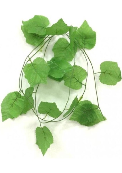Yeşil Yapraklı Dekoratif Sarmaşık, Üçgen Yaprak Asma, Şık ve Doğal Görünüm
