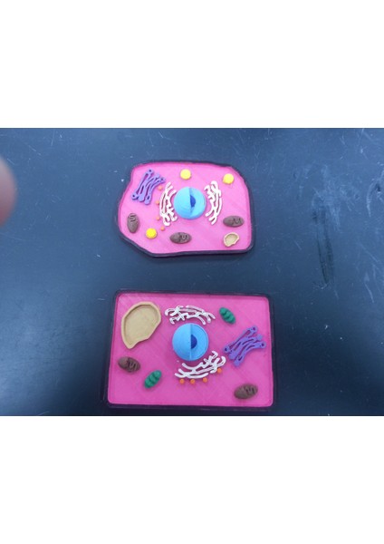 Hayvan ve Bitki Hücresi Inşaat Kiti (Plastik Aparattır!!!) 3D fiyatları