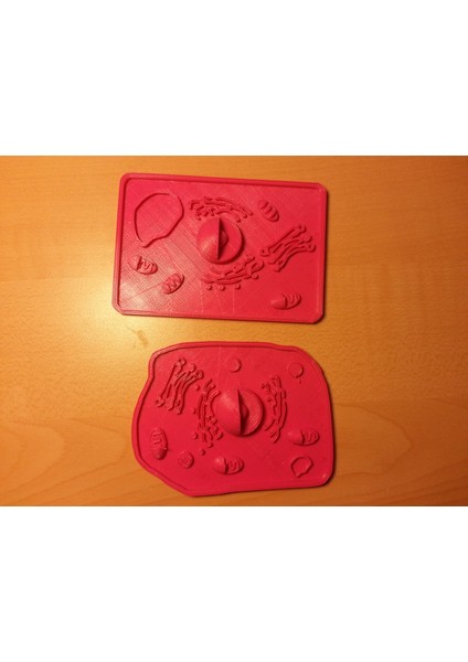 Hayvan ve Bitki Hücresi Inşaat Kiti (Plastik Aparattır!!!) 3D modelleri