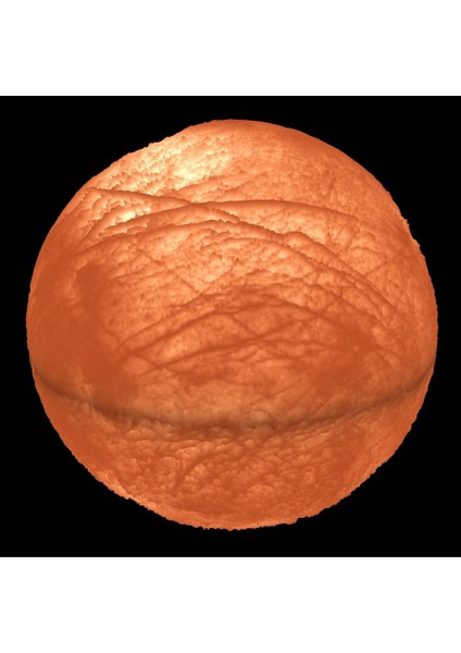 Europa Lambası (Sadece Plastik Aparattır!!!) 3D
