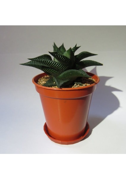 Saksı Tabağı (Sadece Plastik Aparattır) 3D modelleri