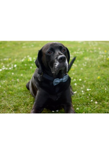 Papillon (Sadece Plastik Aparattır!!!) 3D modelleri