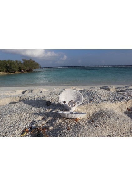 Seasshell Nişan Yüzüğü Kutusu (Sadece Plastik Aparattır!!!) 3D indirimleri