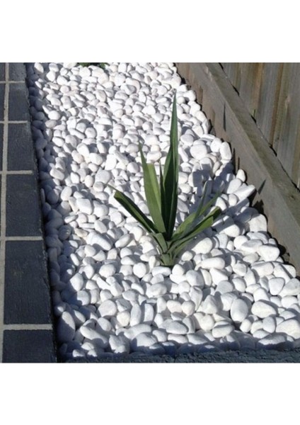 Beyaz Dolomit Taşı 1 kg 2,5-4 cm Bahçe ve Teraryum Süs Taşı fiyatları