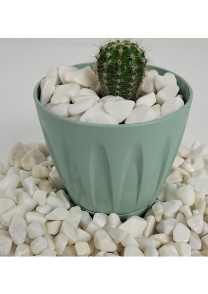 Beyaz Dolomit Taşı 2 Kg, 1,5-2,5 Cm, Bahçe ve Dekoratif Kullanım Için Süs Taşı modelleri