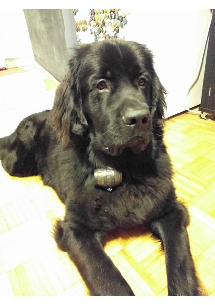 Köpek Kakası Torbası Varil Vida Kapağı (Plastik Aparattır!!!) 3D modelleri