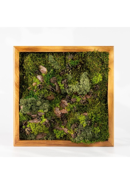 Doğal Yosun Duvar Tablosu (30X30 Cm) | Bakım Gerektirmeyen Bitki Dekoru | Ahşap Çerçeveli Modern Yosun Sanatı fırsatları