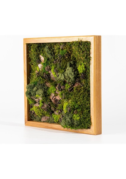 Doğal Yosun Duvar Tablosu (30X30 Cm) | Bakım Gerektirmeyen Bitki Dekoru | Ahşap Çerçeveli Modern Yosun Sanatı