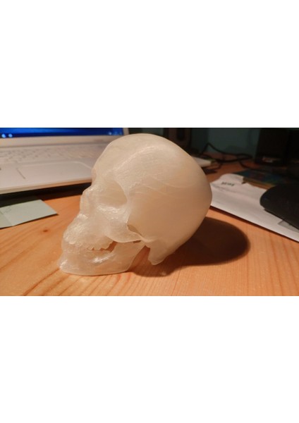Desteksiz Yazdırma Için Yeniden Yönlendirilmiş Kafatası (Plastik Aparattır) 3D indirimleri