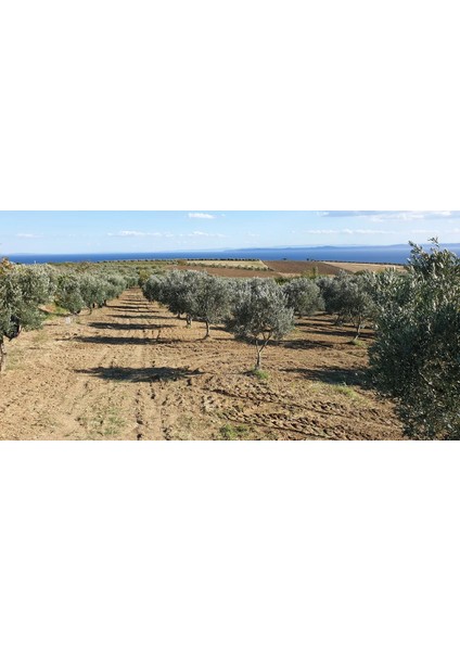 Yüksek Polifenol Kiara Olive Naturel Sızma Gurme Zeytinyağı 4 L