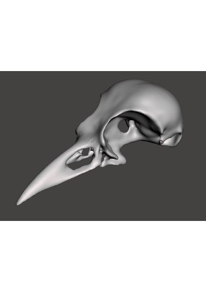 Karga Kafatası, Üst Yarı (Plastik Aparattır!!!) 3D