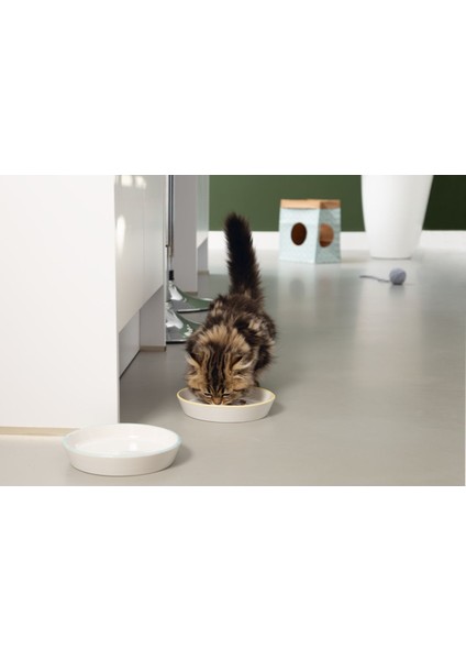 Seramik Yavru Kedi Mama Su Kabı, Gri Mint, 17,5x3,5 cm fiyatları