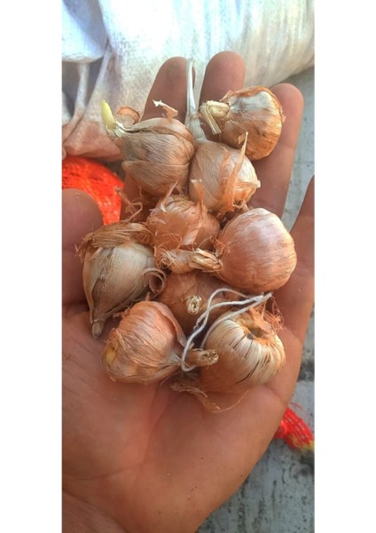 Double White Frezya Soğanı 20 Adet