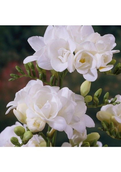 Double White Frezya Soğanı 20 Adet fiyatları