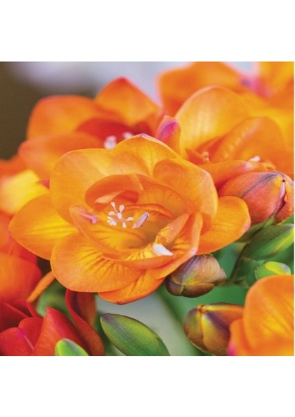 5 Adet Orange Katmerli Frezya Çiçeği Soğanı