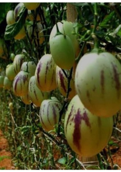 2 Adet Pepino Kavunu Fidanı Çekirdeksiz Kavun 35 Günde Verim....