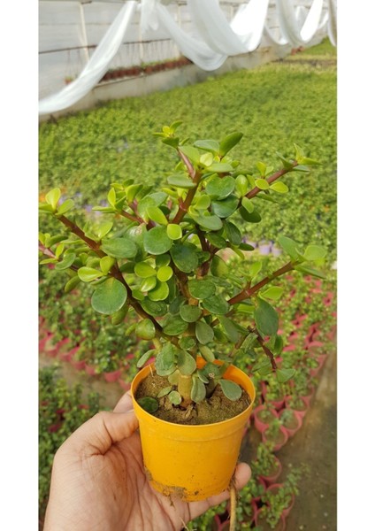 Para Ağacı / Afra Ağacı