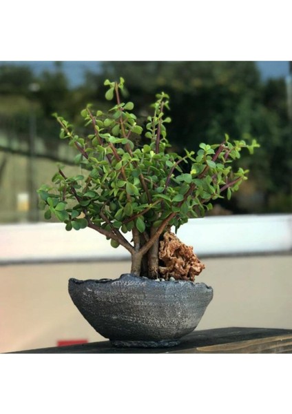 Para Ağacı / Afra Ağacı fiyatları