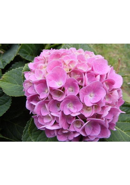 Ortanca Çiçeği Fidanı Karışık Renk 10-20 cm fiyatları