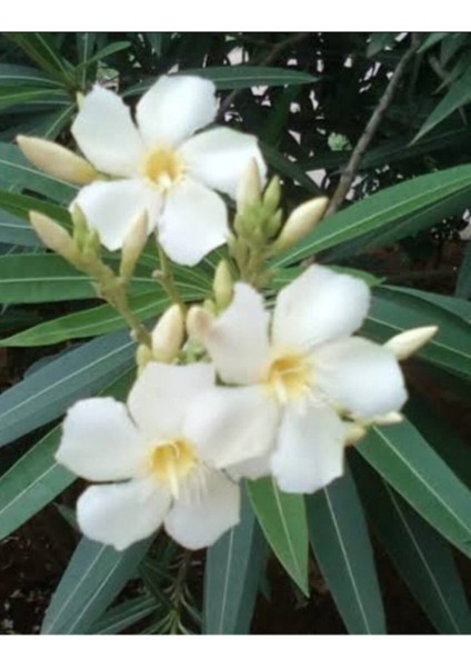 Tüplü Beyaz Zakkum Çiçegi Fidanı 2 Yaş (1metre)